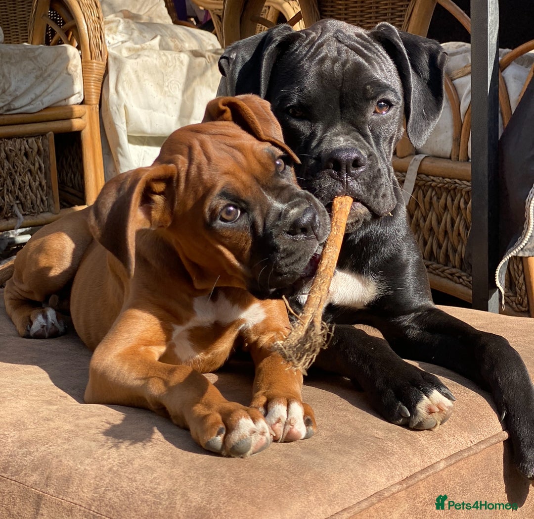 Mixed Breed dogs for sale: 🤩 mum kc boxer dad mini boxer 5 pups rare 🤩 - Advert 2