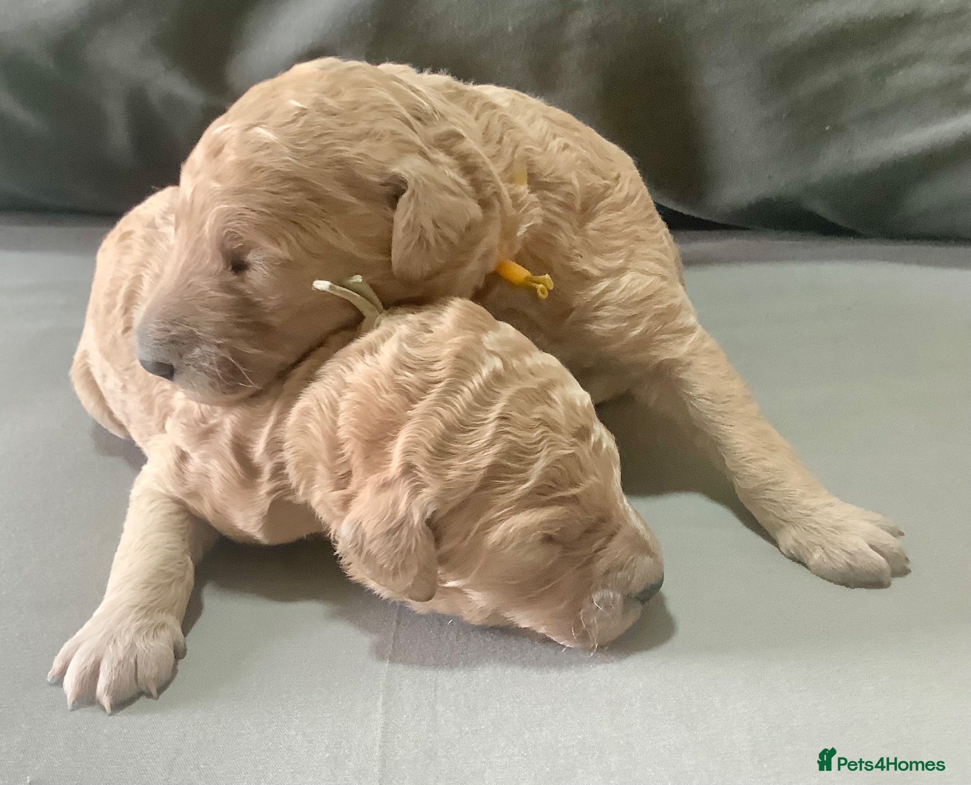 Standard Poodle dogs KC Standard Poodle Puppies - Advert 7
