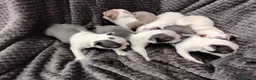 Boston Terrier dogs for sale: 6 beautiful Boston  - Advert 11