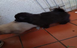 Mixed Breed dogs for sale: 4 puppies left  - Image 6