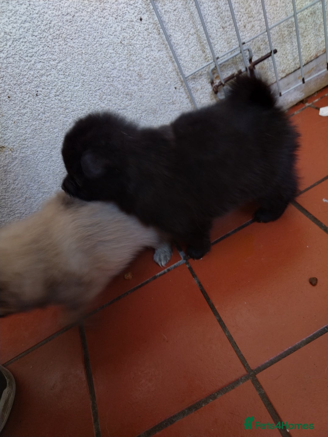 Mixed Breed dogs for sale: 4 puppies left  - Image 6