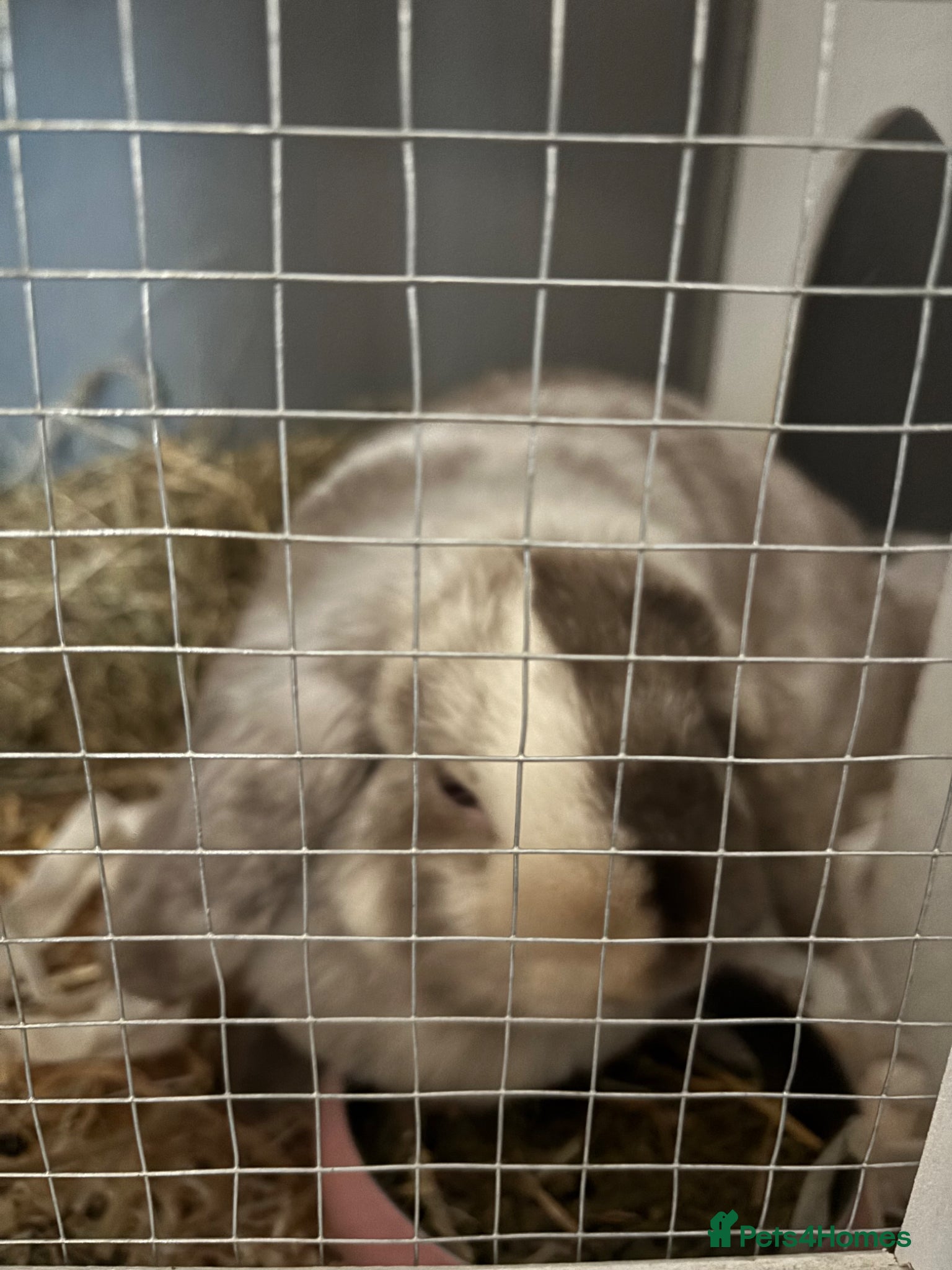 Mini Lion Lop rabbits Rabbit  - Advert 1