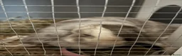 Mini Lion Lop rabbits for sale: Rabbit  - Advert 1