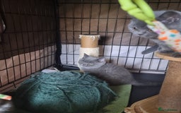 British Shorthair cats for sale: 3 Left Blue BSH Kittens Healthy GCCF Pedigree  - Image 17