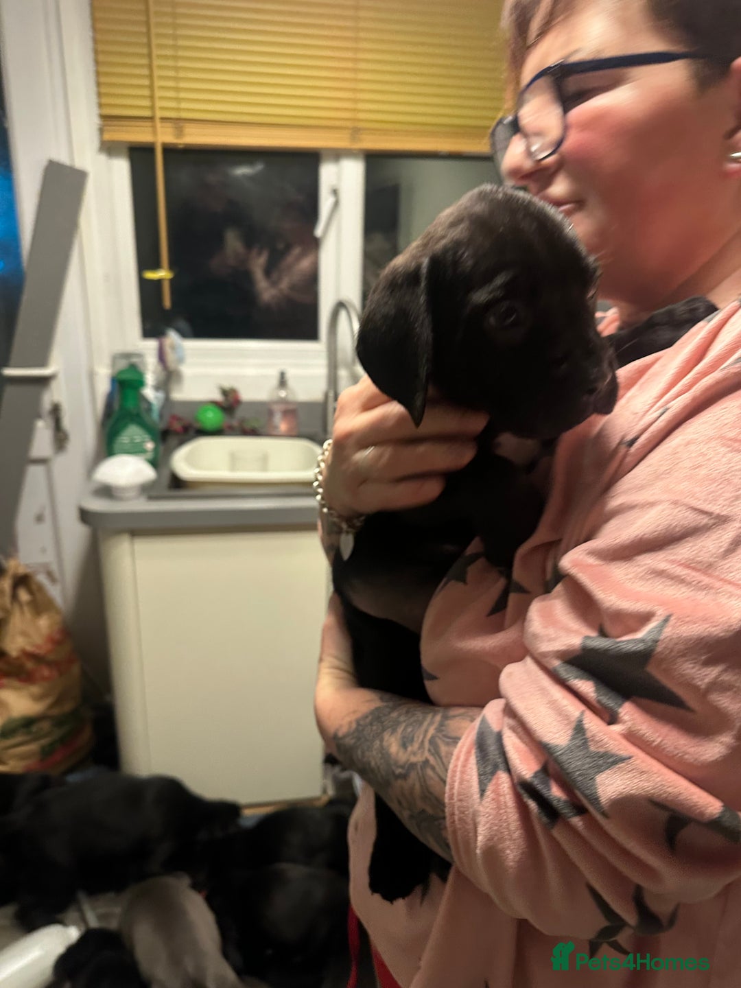 Cane Corso dogs for sale: Mr A Hendy - Advert 10