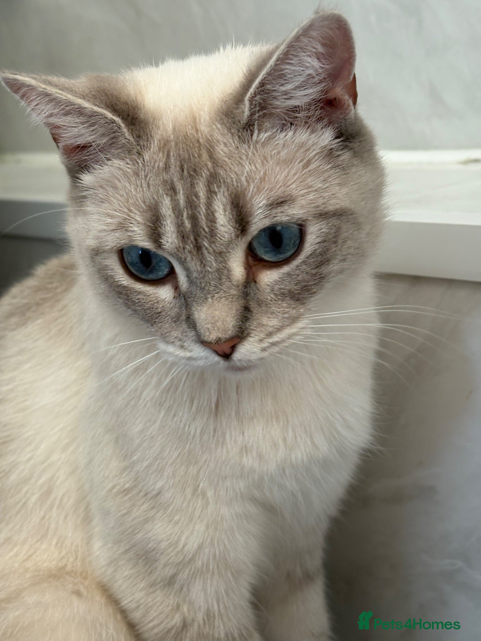 Ragdoll cats Female Lynx ragdoll queen for sale - Advert 15