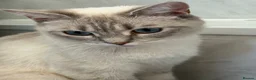 Ragdoll cats for sale: Female Lynx ragdoll queen for sale - Advert 1