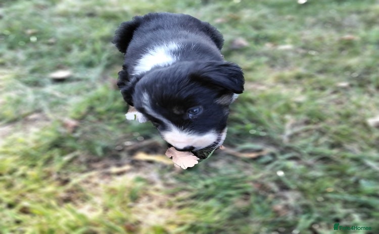 Border Collie dogs - Advert 2