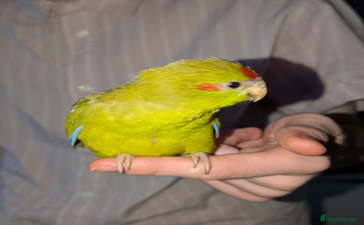 Parakeets birds - Advert 2
