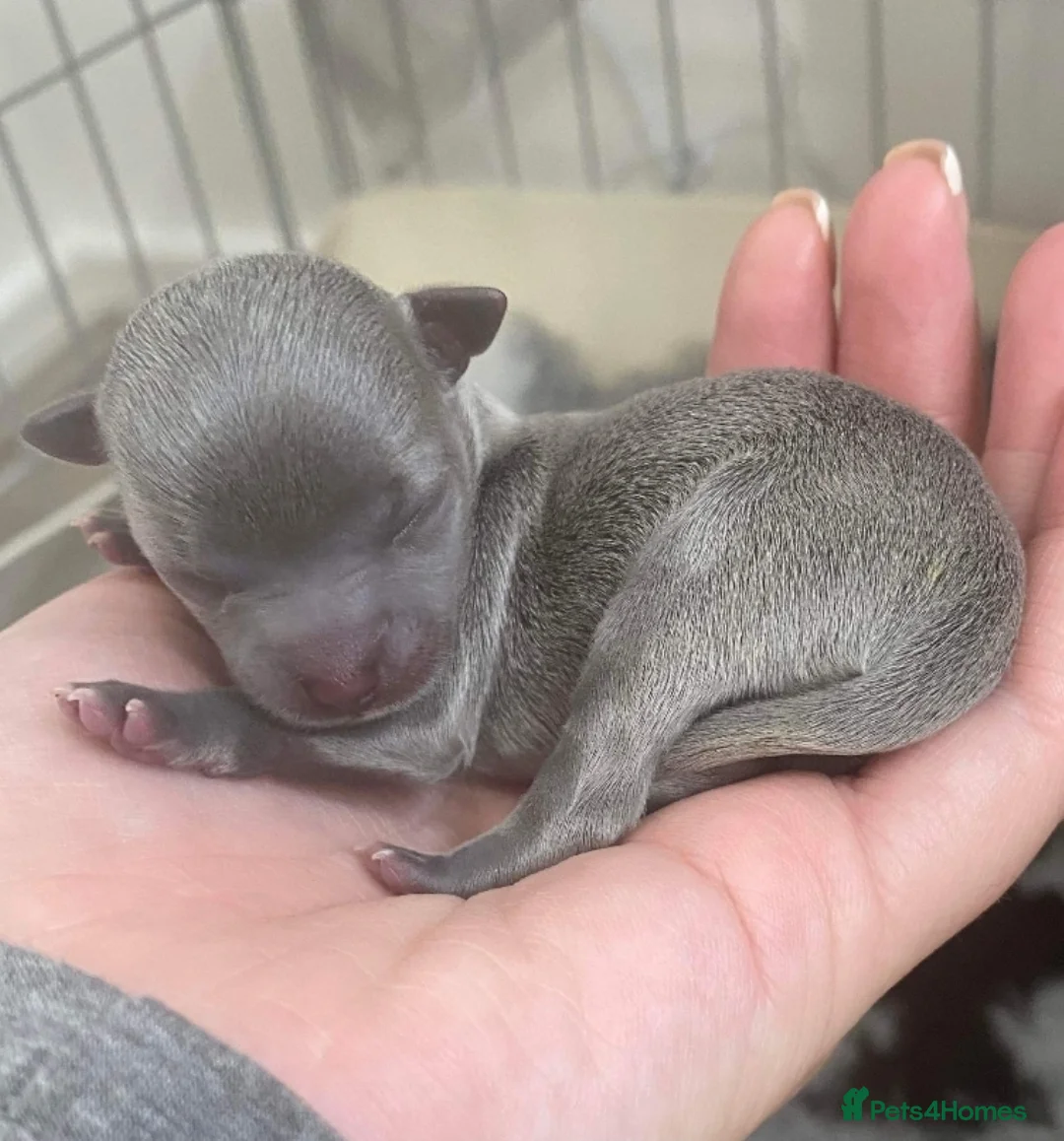 Chihuahua dogs for stud: FREDERICK VON LOVEHUNTER KC Champion heritage Stud in Chorley - Advert 22