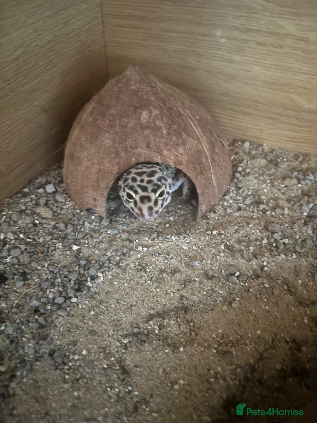 Leopard Gecko reptiles for sale: leopard gecko for sale £75 in Watford - Advert 4