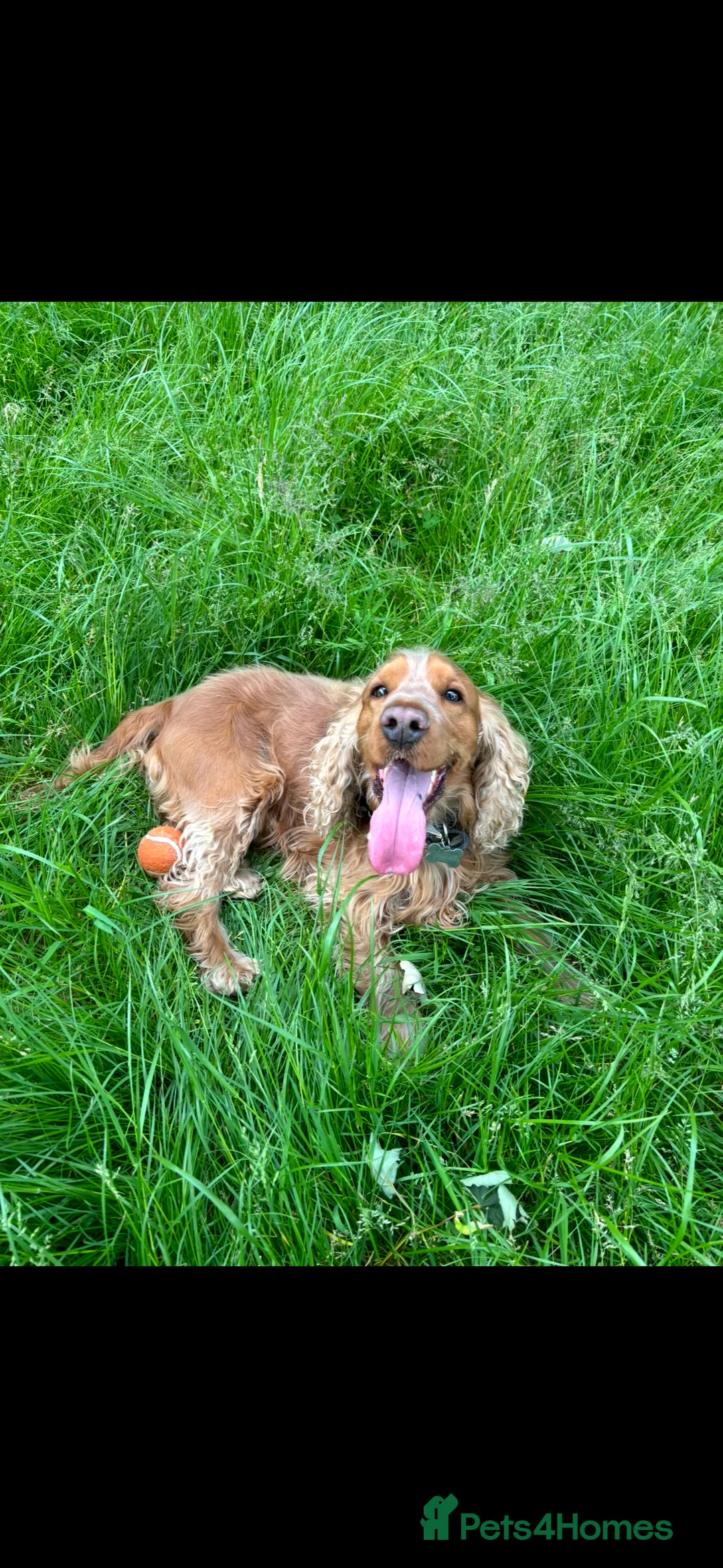Cocker Spaniel dogs for sale: Show Cocker Spaniel - Advert 5