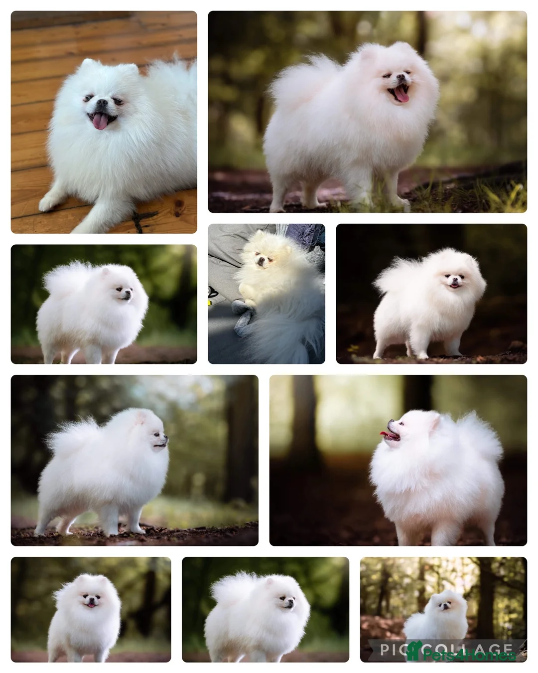Pomeranian dogs for stud: For stud beautiful pure white Pomeranian in Leeds - Advert 2