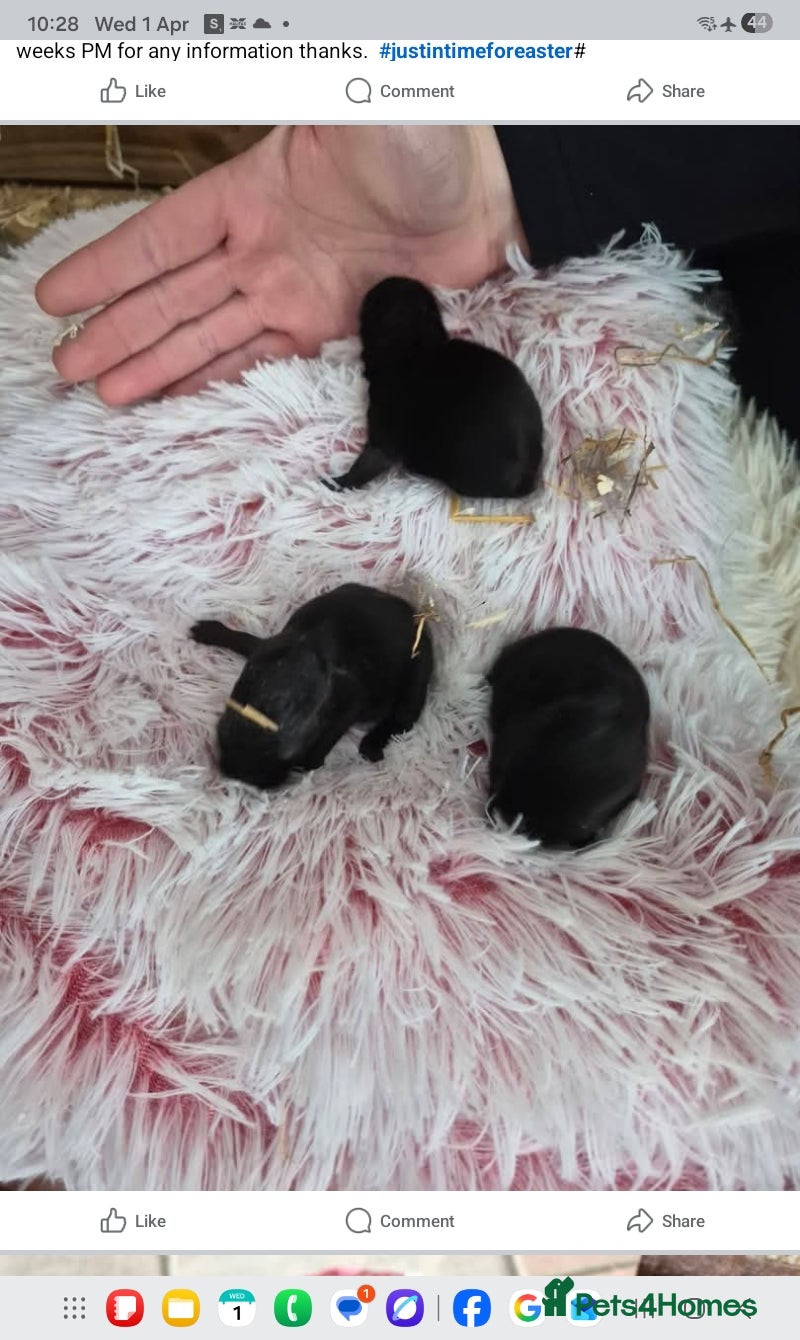 Netherland Dwarf rabbits Linda Timoney - Advert 3