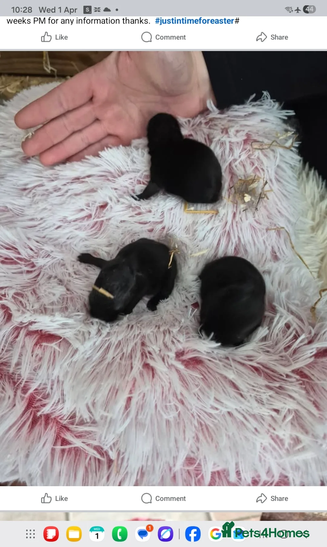 Netherland Dwarf rabbits for sale: Linda Timoney - Advert 1