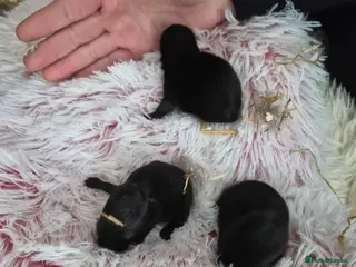 Netherland Dwarf rabbits Linda Timoney - Advert 5