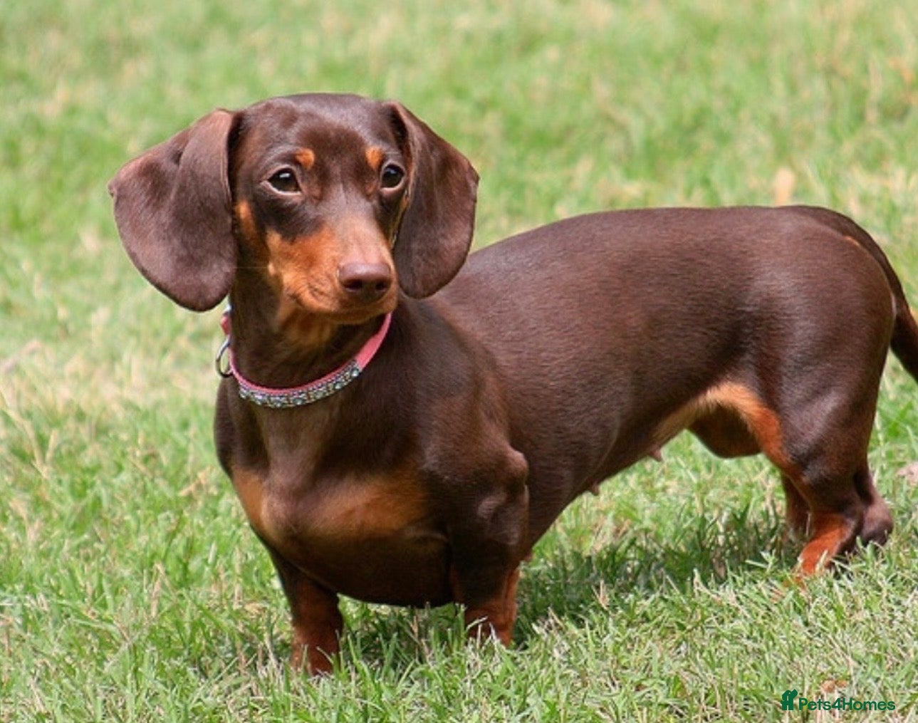 Miniature Dachshund dogs PRA Clear miniature dachshund puppies for sale  - Advert 1