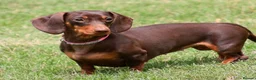 Miniature Dachshund dogs for sale: PRA Clear miniature dachshund puppies for sale  - Advert 1