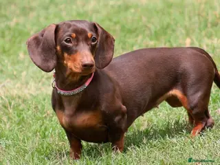 Miniature Dachshund dogs PRA Clear miniature dachshund puppies for sale - Advert 1