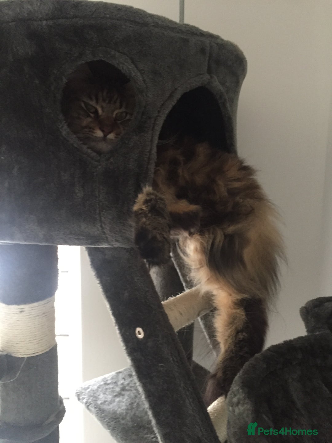 Maine Coon cats for sale: 11 year old Maine coon girl for rehome - Image 28