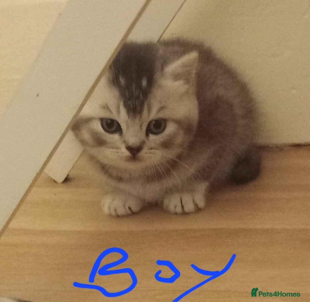 British Shorthair cats for sale: Stunning unusual British short hair kittens  - Advert 11