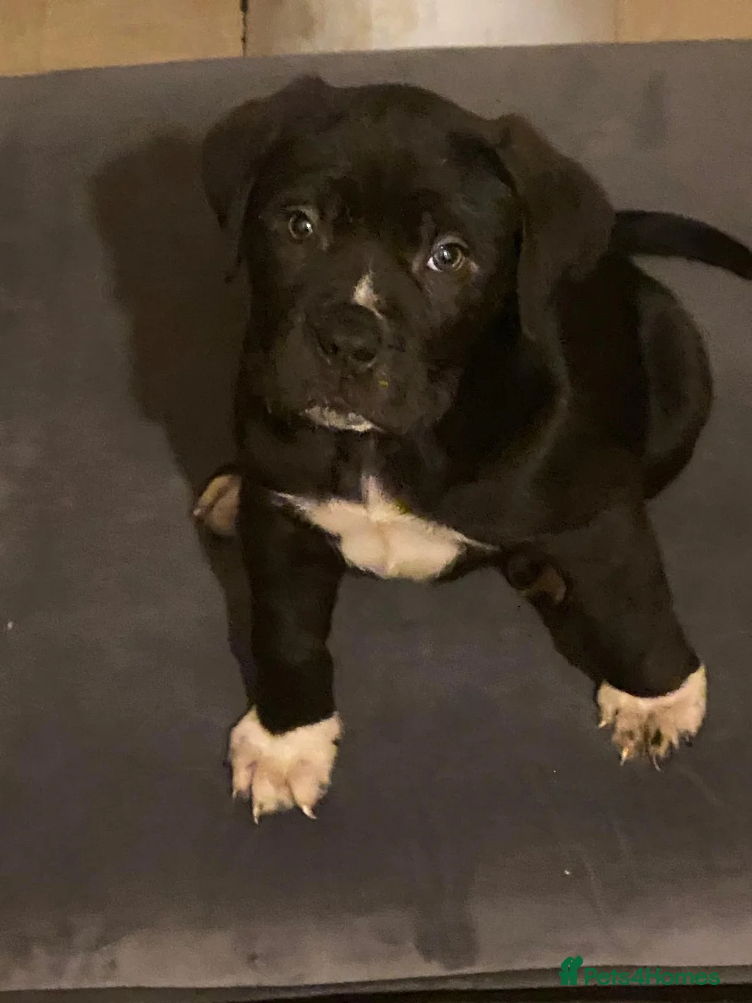 Presa Canario dogs for sale: Bella-7 month old presa canario in Stourbridge - Advert 1