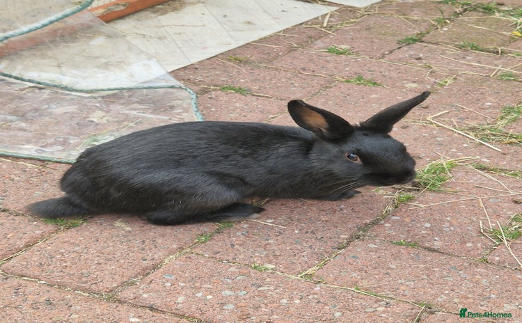 Mixed Breed rabbits - Advert 1