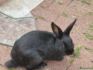 Mixed Breed rabbits - Advert 5
