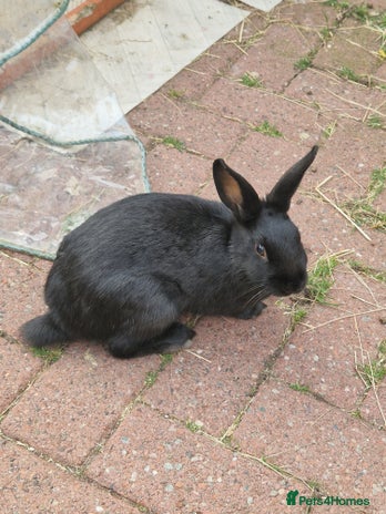 Mixed Breed rabbits - Advert 1