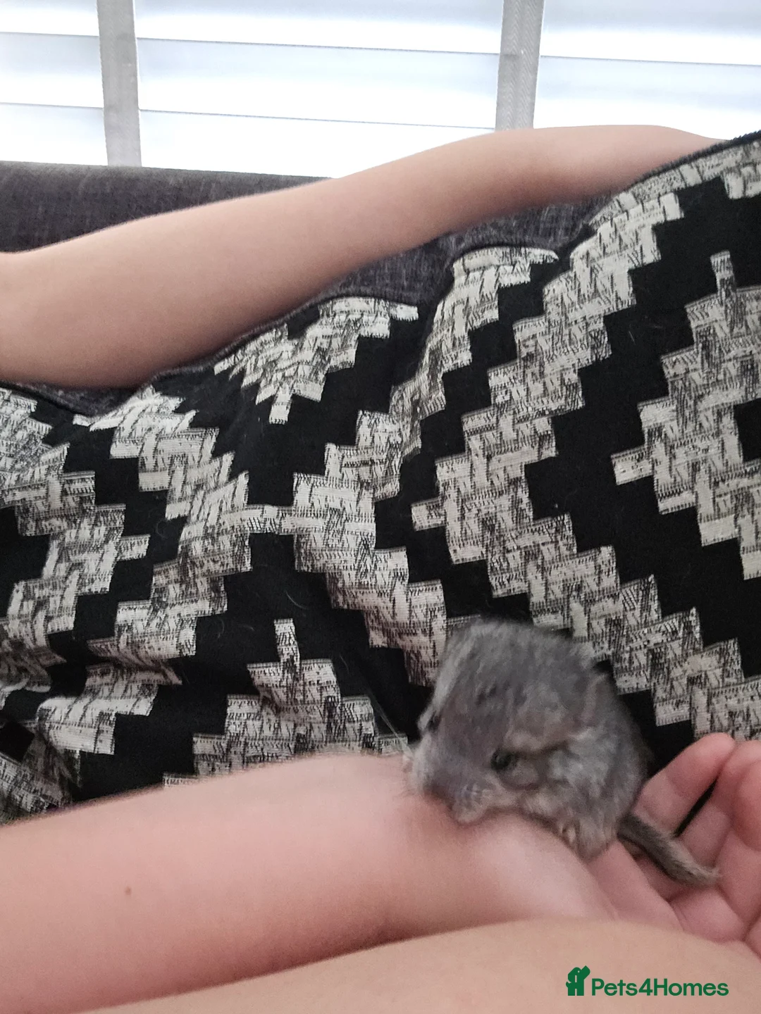 Chinchilla rodents for sale: Lovely Hetero baige Chinchilla kits  - Advert 2