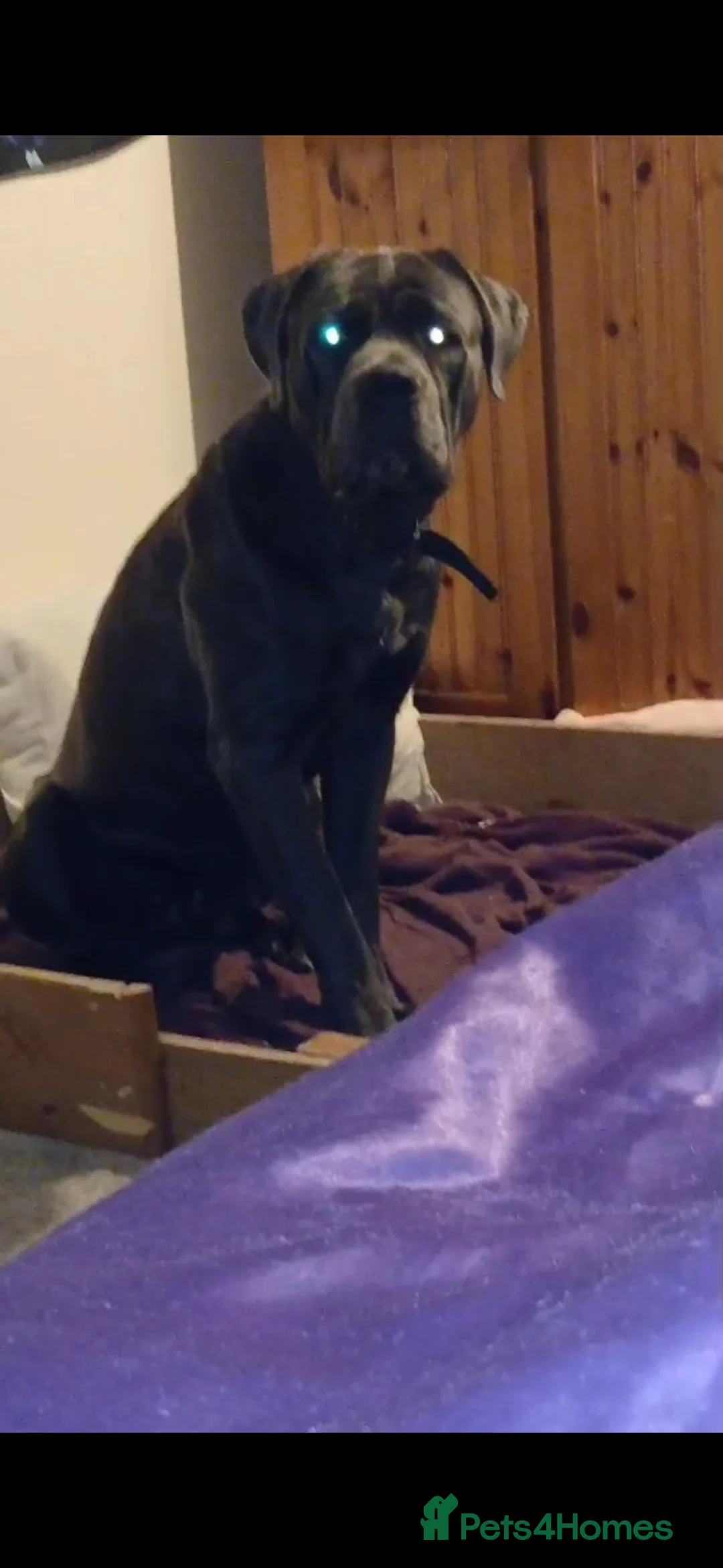 Cane Corso dogs for sale: Pure bred blue cane corso puppies for sale  - Advert 16
