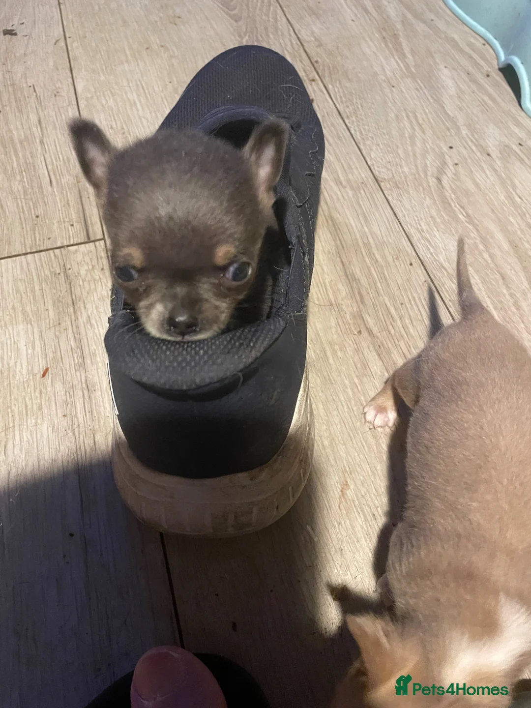 Chihuahua dogs for sale: super smart and small boys are still available  - Advert 2
