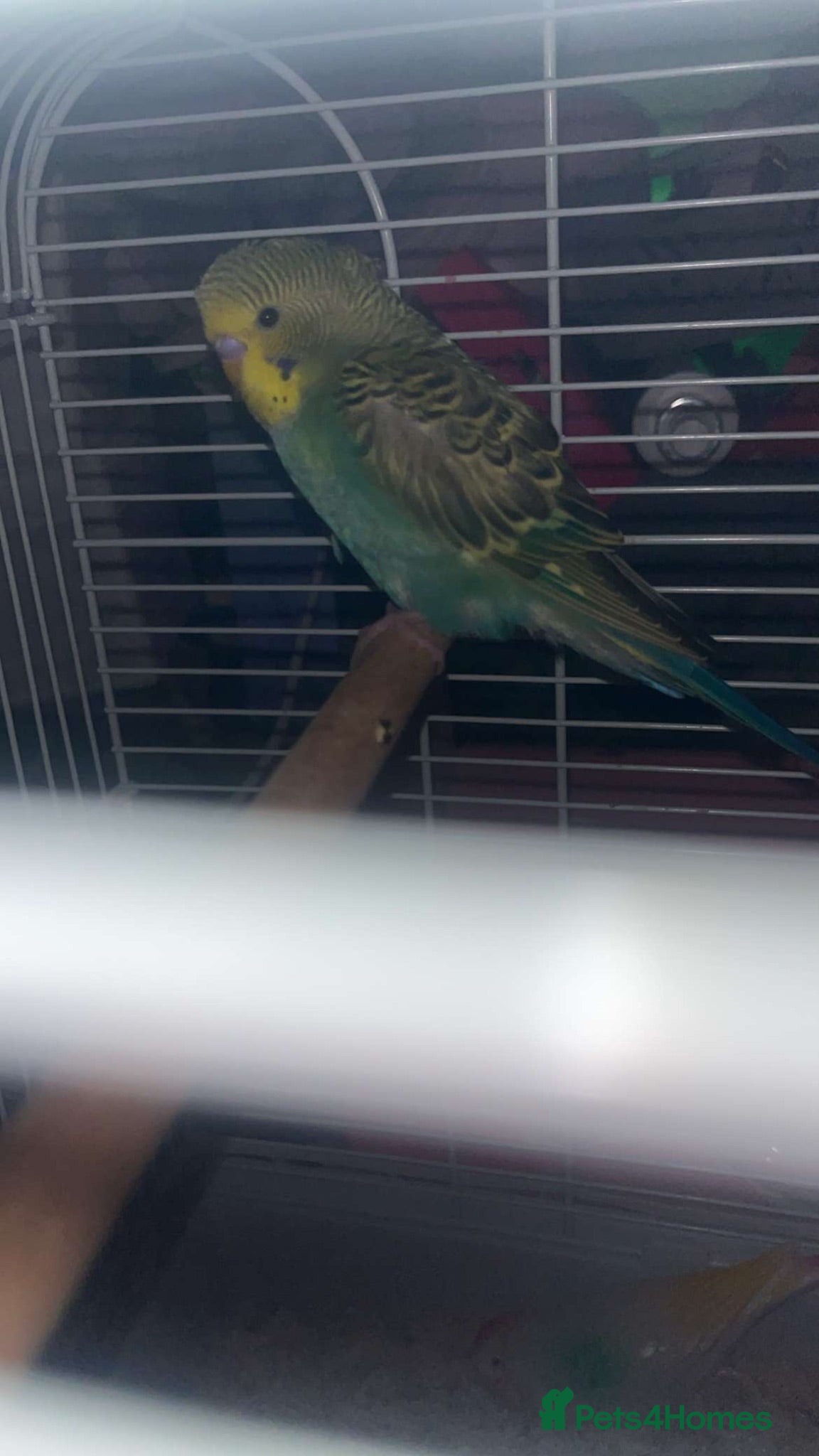 Budgerigars birds Young budgie with cage or without read discription - Advert 4