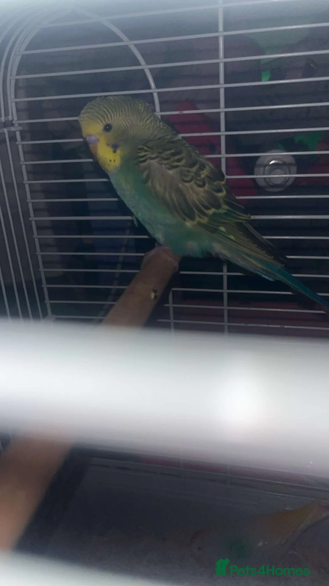 Budgerigars birds for sale: Young budgie with cage or without read discription - Advert 1