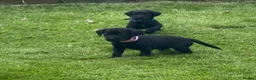 Cockerdor dogs for sale: Working Cockador Pups chocolate black white  - Advert 11