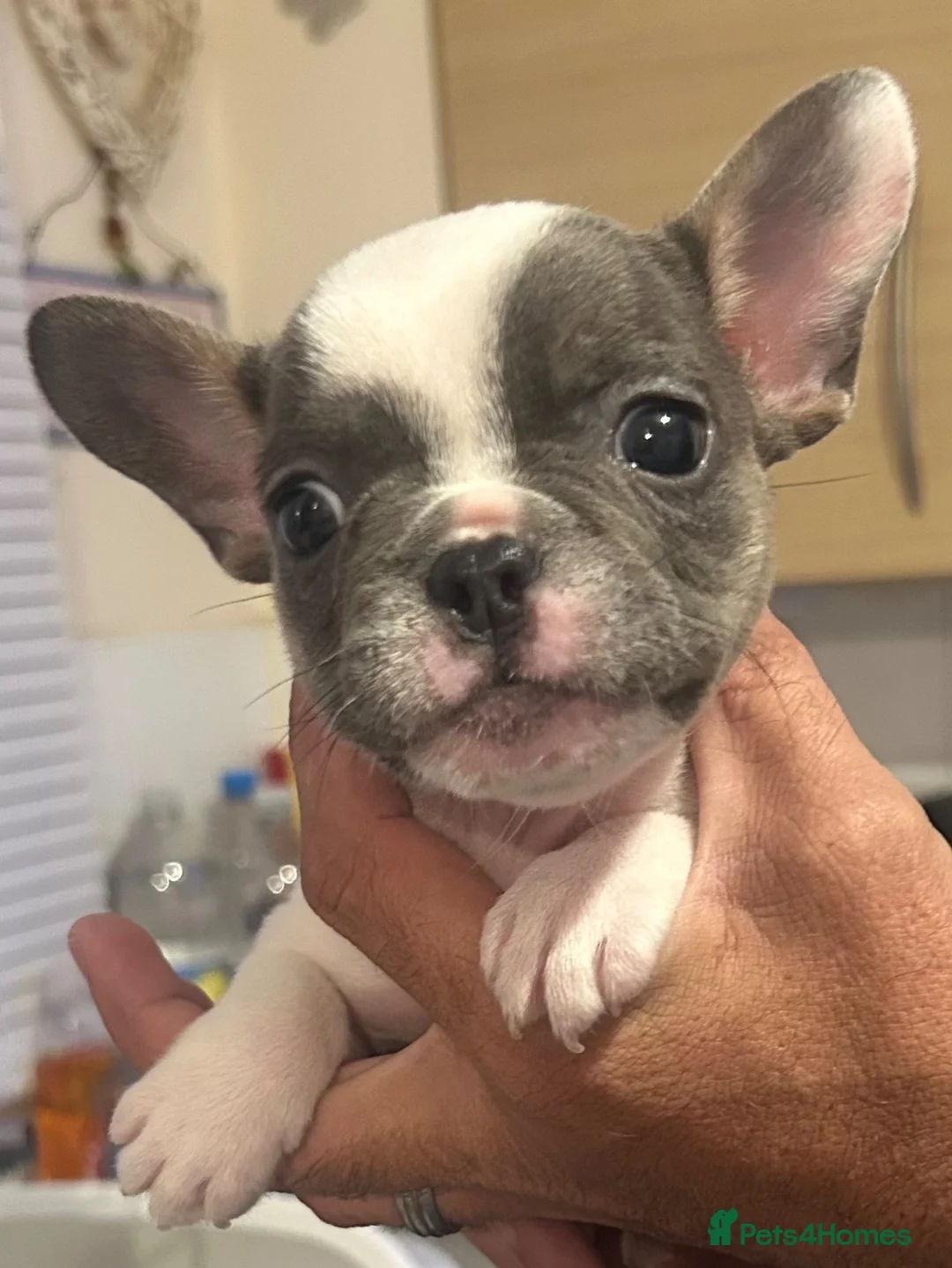 French Bulldog dogs for sale: Super tiny girl  - Advert 2