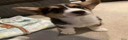 Welsh Corgi Pembroke dogs for sale: Qualifed Pembroke Welsh Corgi puppies in Liverpool - Advert 10
