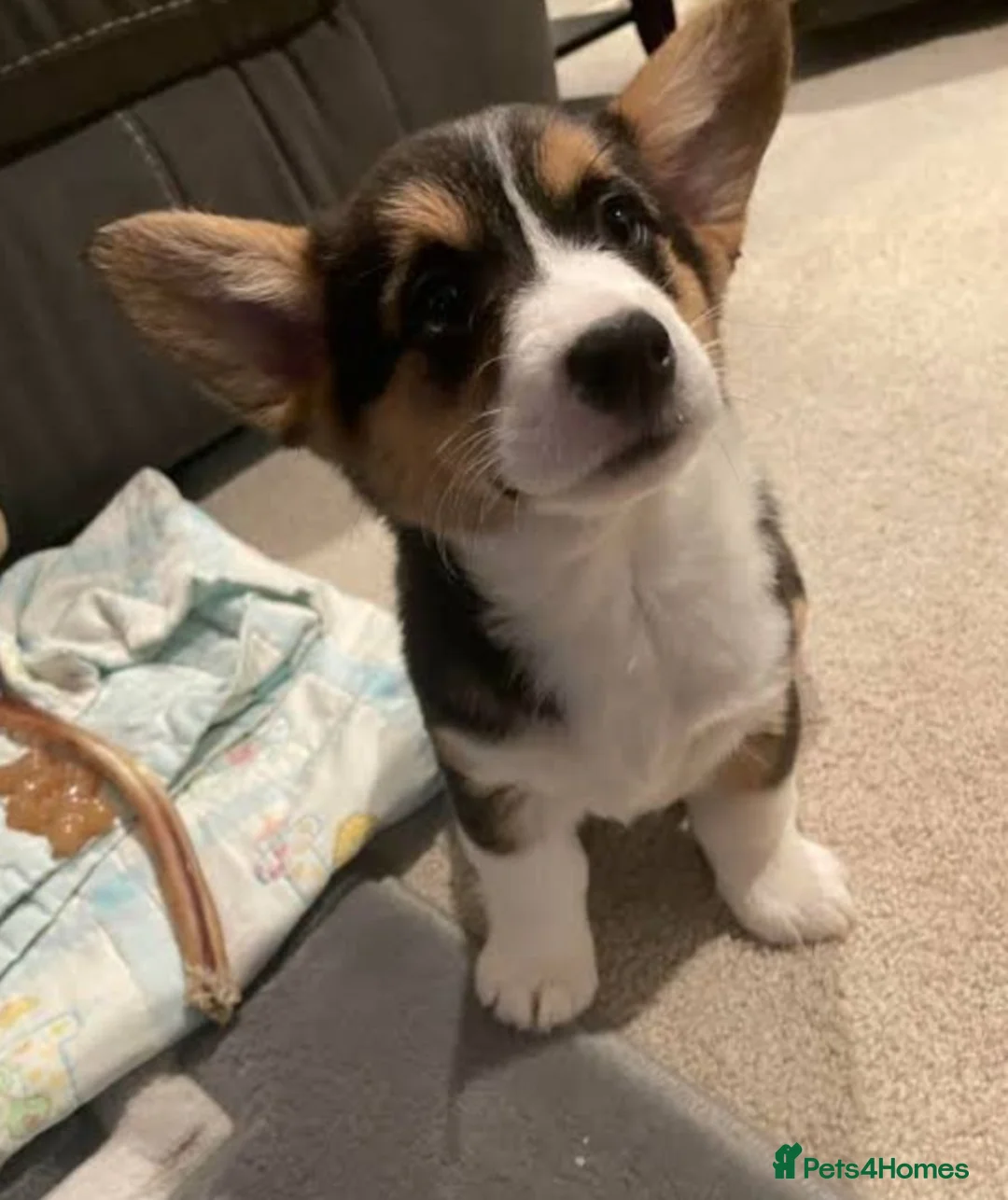 Welsh Corgi Pembroke dogs for sale: Qualifed Pembroke Welsh Corgi puppies in Liverpool - Advert 10