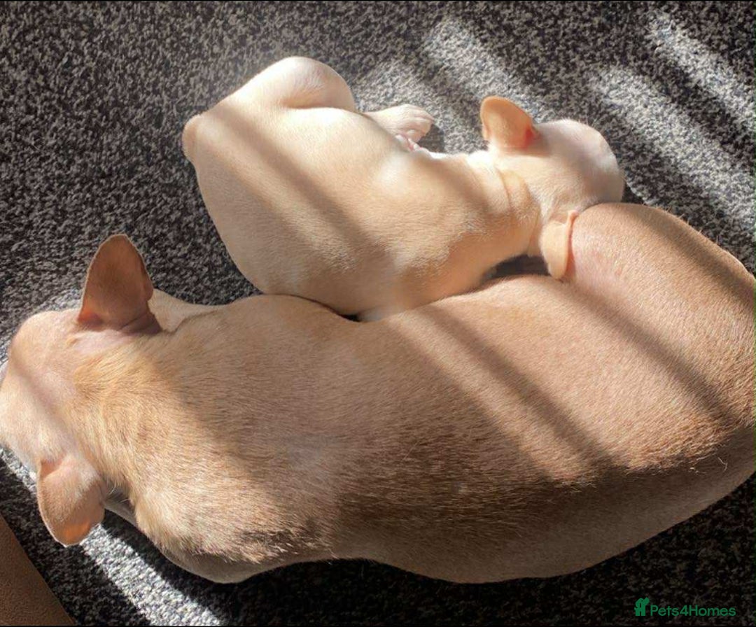 French Bulldog dogs for sale: Last French bulldog puppy - Image 4