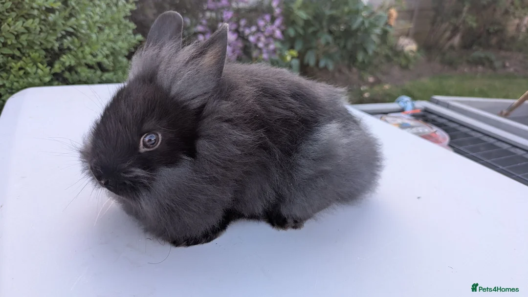 Netherland Dwarf rabbits for sale: Gorgeous mini dwarf x lionheads - Advert 4