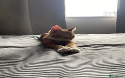 Domestic Shorthair cats for sale: One gorgeous female ginger tabby for sale  - Image 2