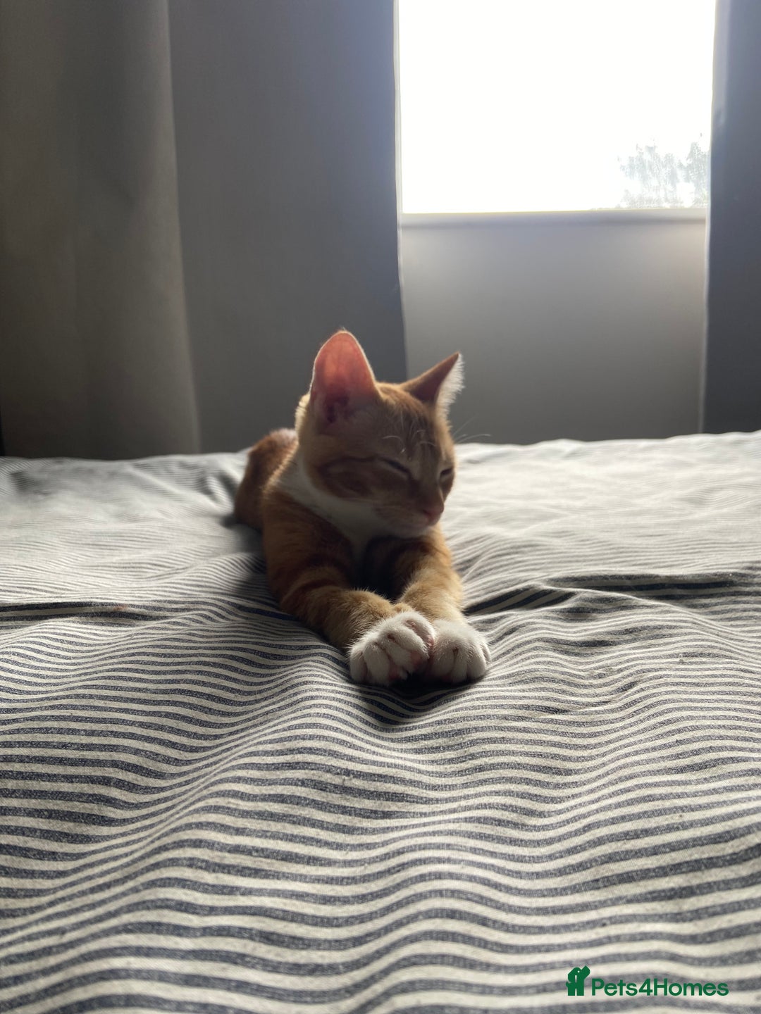 Domestic Shorthair cats for sale: One gorgeous female ginger tabby for sale  - Image 2