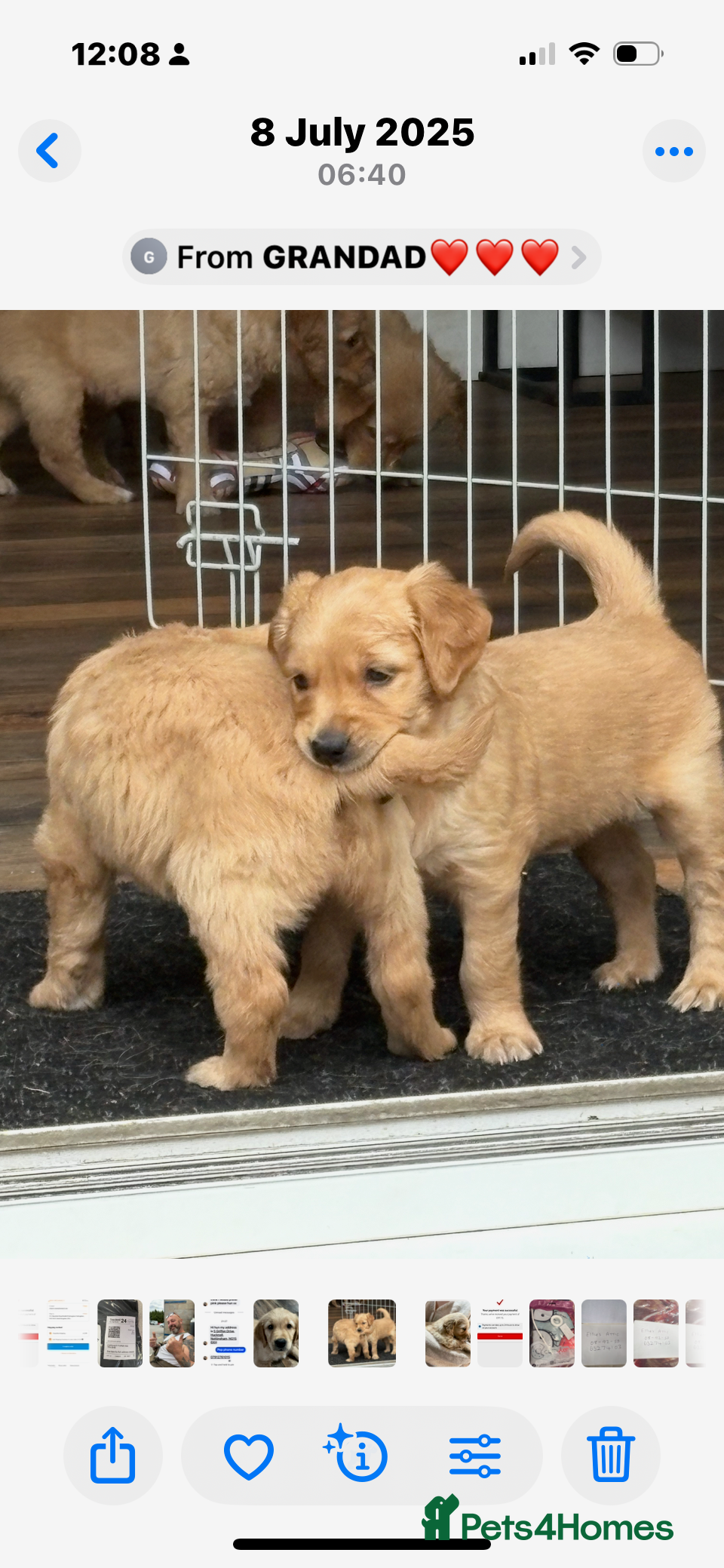 Golden Retriever dogs KC registered golden retrievers - Advert 2