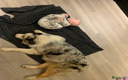 Australian Shepherd dogs for sale: Beautiful Australian Shepherd looking for new home - Image 8