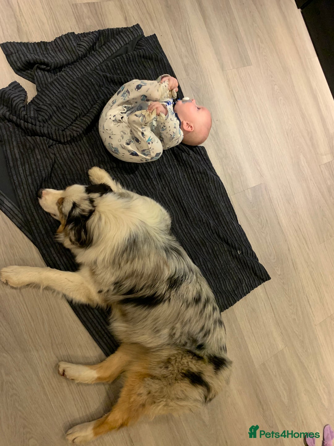 Australian Shepherd dogs for sale: Beautiful Australian Shepherd looking for new home - Image 8