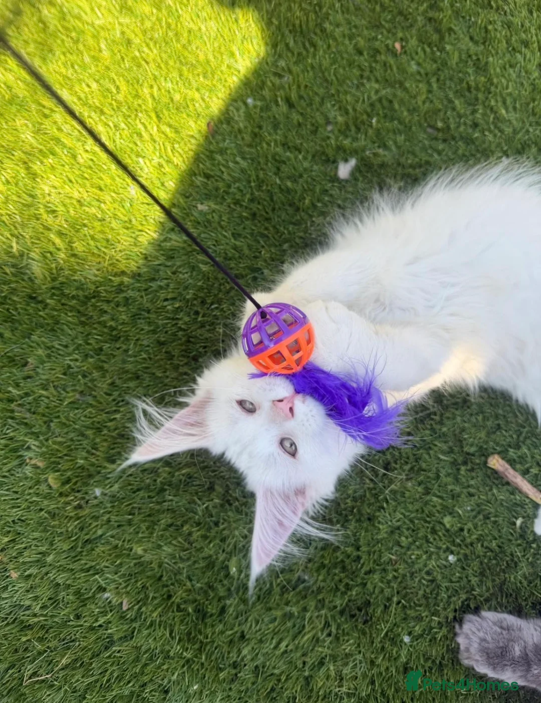 Maine Coon cats for sale: Mainecoon girl  in Uckfield - Advert 2