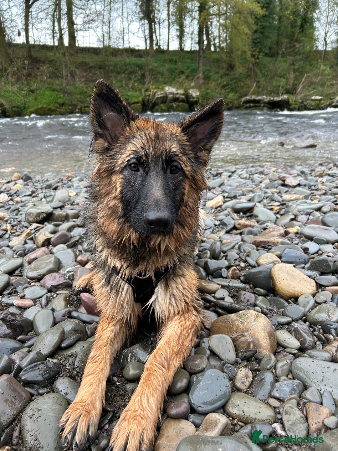 German Shepherd dogs for sale: German Shepherd for Adoption to a loving home - Advert 3