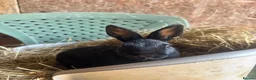 Polish rabbits for sale: Stunning litter of polish dwarf rabbits  - Advert 8