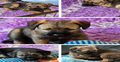 Border Terrier dogs - Advert 12