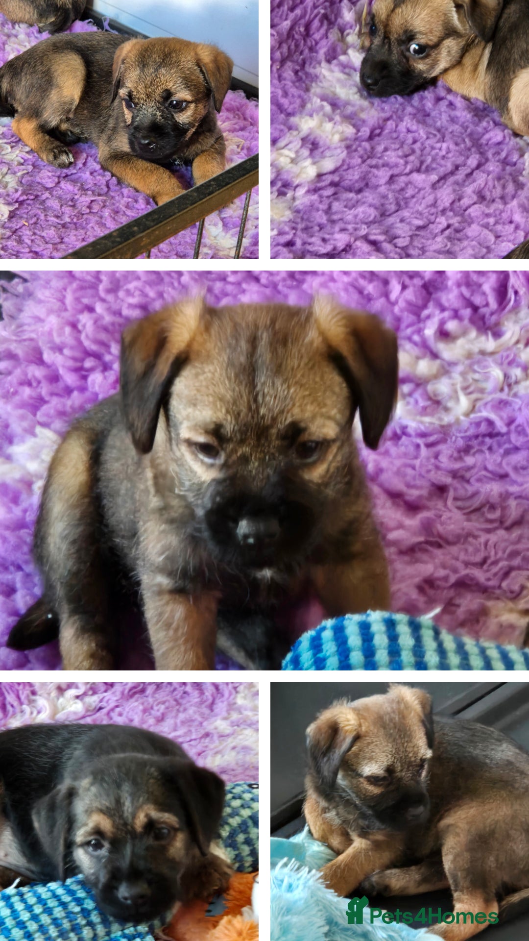 Border Terrier dogs for sale: Stunning border terrier puppys - Image 2